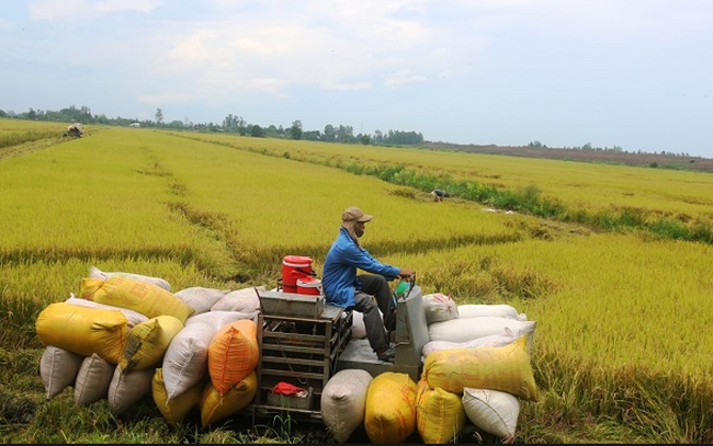 Nông nghiệp Cần Thơ (TSC) triển khai chào bán 49 triệu cổ phiếu cho cổ đông hiện hữu