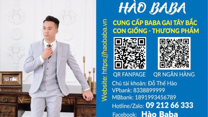 Hào Baba Chuyên Kinh Doanh Buôn Bán Baba Gai Con Giống Và Thương Phẩm Tây Bắc Uy Tín Trách Nhiệm