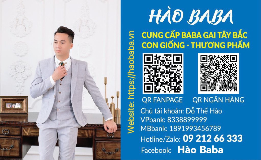 Hào Baba Chuyên Kinh Doanh Buôn Bán Baba Gai Con Giống Và Thương Phẩm Tây Bắc Uy Tín Trách Nhiệm