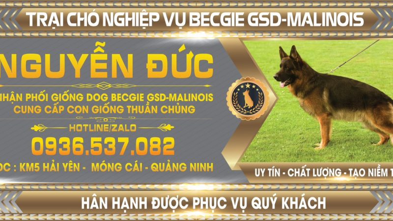 “Anh Nguyễn Đức – Chuyên gia phối giống và cung cấp chó giống thuần chủng Becgie và Malinois tại Quảng Ninh: Uy tín và chất lượng hàng đầu”