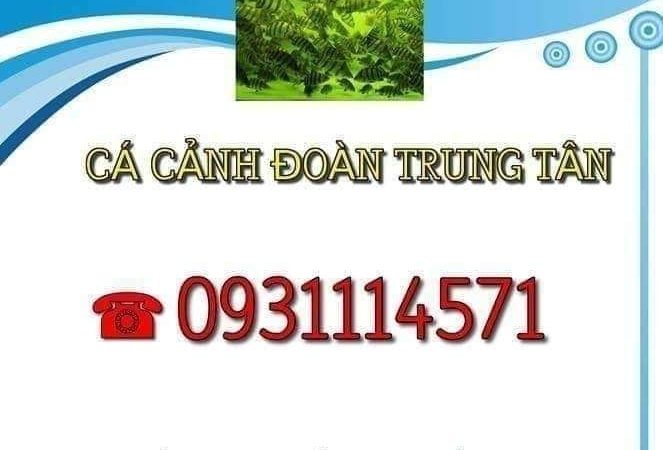 “Cá Cảnh Đoàn Trung Tân: Từ Đam Mê Đến Thương Hiệu Hàng Đầu Trong Lĩnh Vực Cá Kiểng Tại Việt Nam”