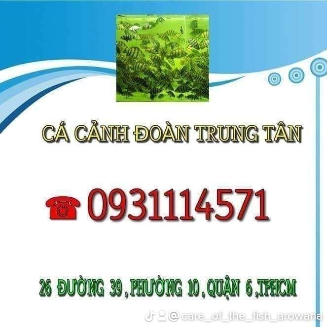 “Cá Cảnh Đoàn Trung Tân: Từ Đam Mê Đến Thương Hiệu Hàng Đầu Trong Lĩnh Vực Cá Kiểng Tại Việt Nam”